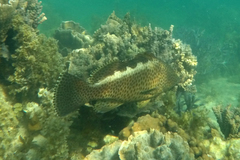 Epinephelus bilobatus
