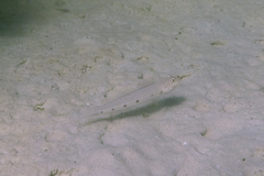 Valenciennea longipinnis