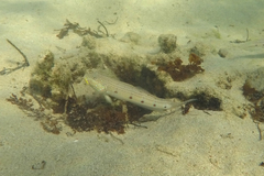 Valenciennea longipinnis