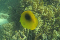 Chaetodon speculum