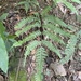 Pteris tokioi - Photo (c) melonnolem, some rights reserved (CC BY-NC)