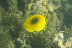 Chaetodon speculum