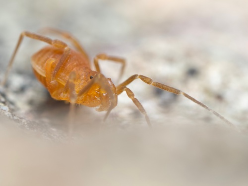 Texella grubbsi