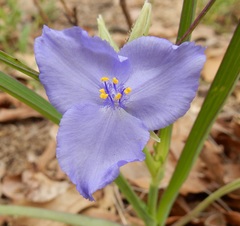 Tradescantia occidentalis