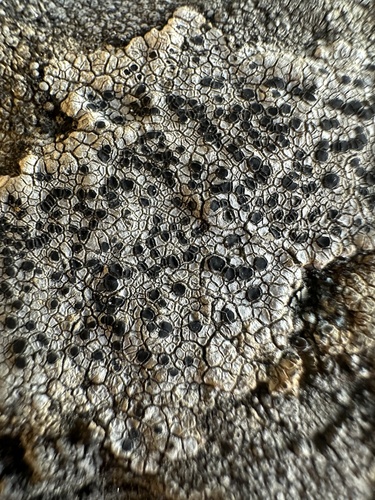 iNaturalist observation photo of Fungi Including Lichens