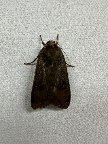 iNaturalist observation photo of Yellow Underwings