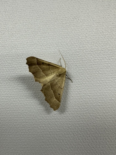 iNaturalist observation photo of Pero radiosaria