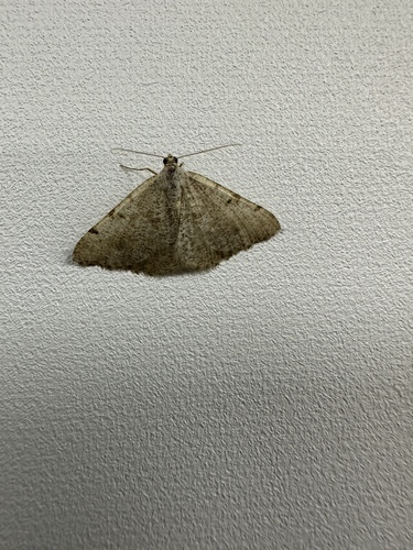 iNaturalist observation photo of Digrammia