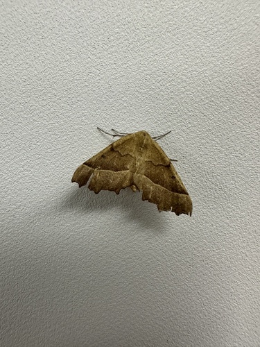 iNaturalist observation photo of Pero Moths