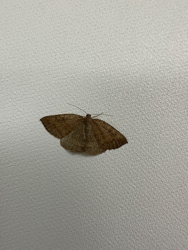iNaturalist observation photo of Drepanulatrix