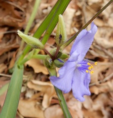 Tradescantia occidentalis
