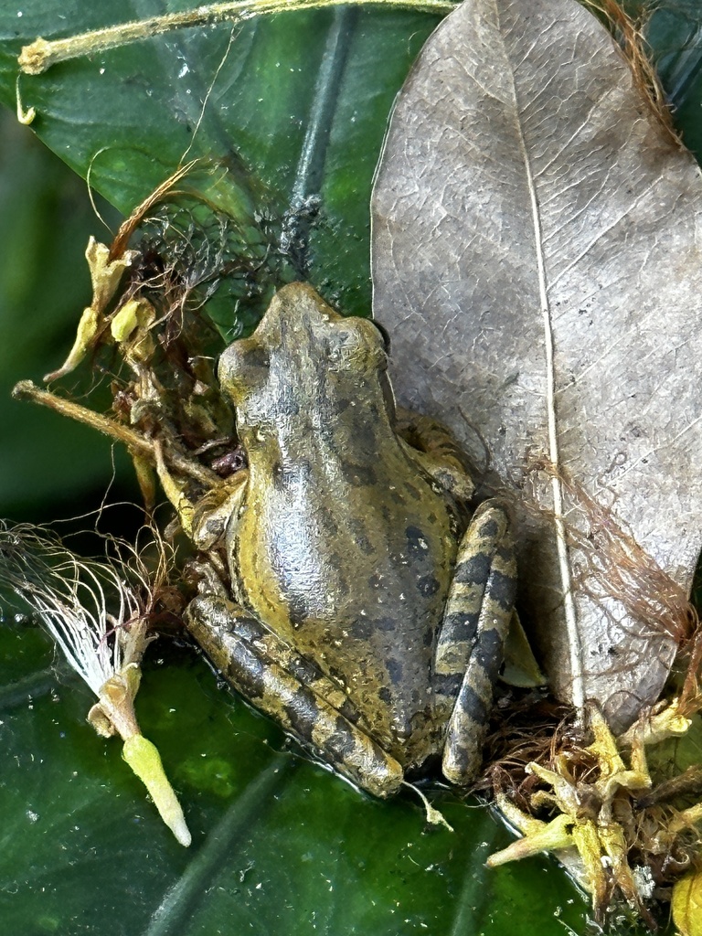 whipping frogs from Pulau Bali, Denpasar, Bali, ID on August 23, 2023