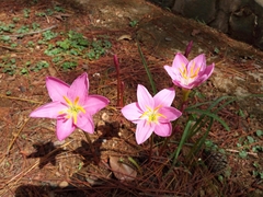 Zephyranthes carinata