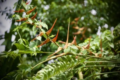 Heliconia latispatha image