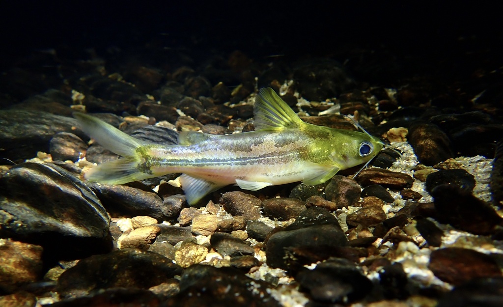 Striped bagrid (Tachysurus virgatus) — Bagridae