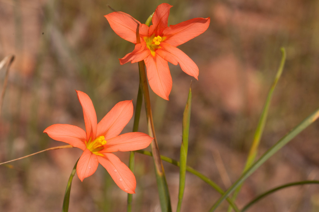 True Capetulps
