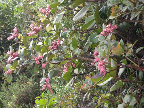 Image of Gaultheria erecta by (c) M. Whitson, some rights reserved (CC BY)