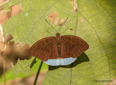 Tanaecia julii