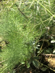 Foeniculum