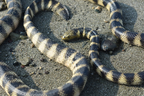 Photo of a Annulated Sea Snake (Hydrophis cyanocinctus)