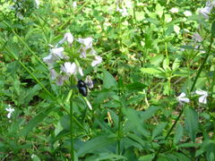 Xylocopa