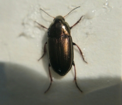 Amara aenea