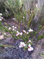 Erica articularis