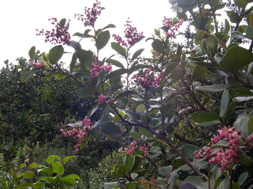 Image of Gaultheria erecta by (c) M. Whitson, some rights reserved (CC BY)