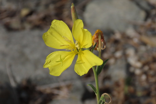 iNaturalist observation photo of tall evening primrose