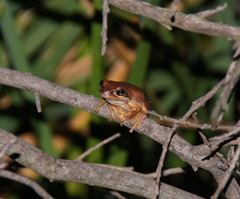 Litoria paraewingi
