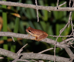 Litoria paraewingi