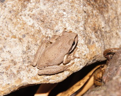 Pelodryadidae