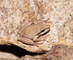 Pelodryadidae