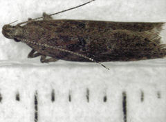 Eutorna phaulocosma