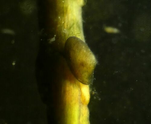 American lake limpet, Galloway, NJ, USA, photo 8 of 10