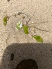 Halophila ovalis