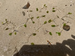 Halophila ovalis