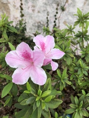 Rhododendron × pulchrum