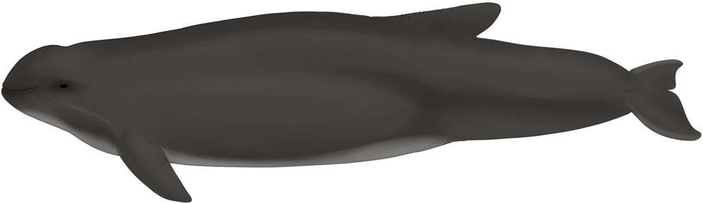 Burmeister's Porpoise