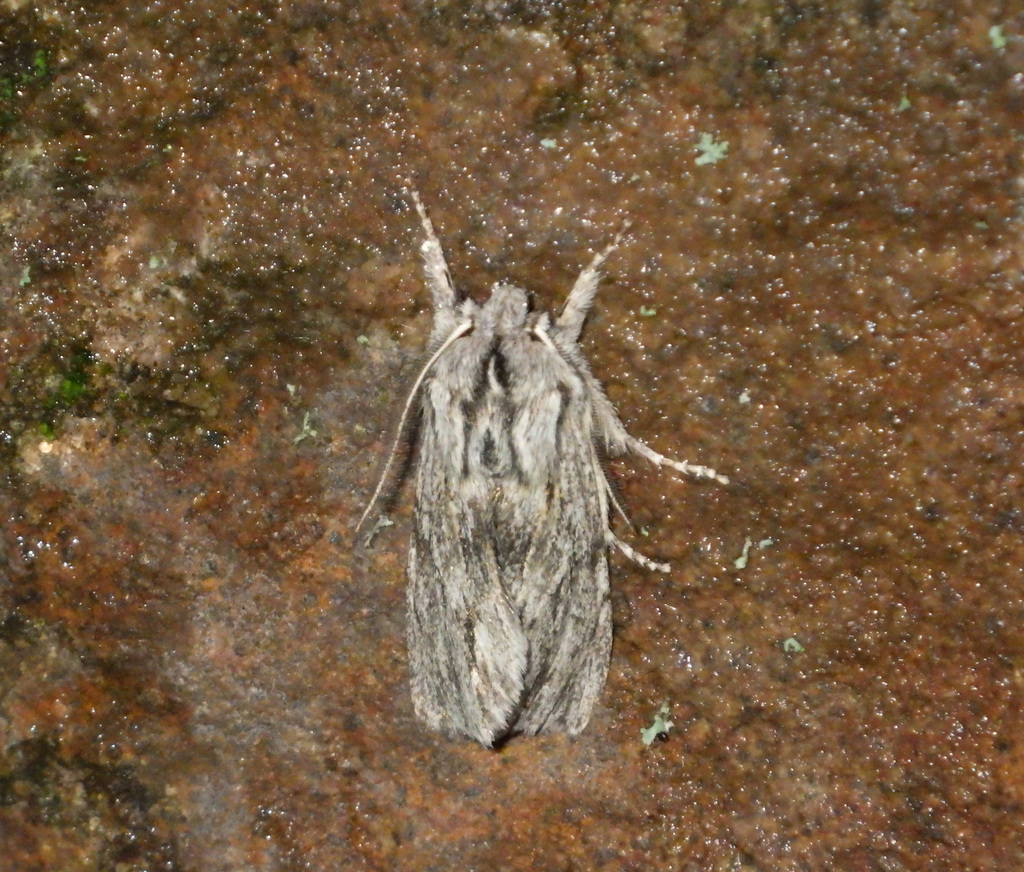 Sprawler Sprawler from Scheidterbergstraße, 66133 Saarbrücken, Germany on ...