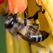 海角蜜蜂 - Photo 由 magriet b 所上傳的 (c) magriet b，保留部份權利CC BY-SA