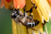 Cape Honey Bee - Photo (c) magriet b, some rights reserved (CC BY-SA), uploaded by magriet b