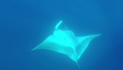 photo of Oceanic Manta Ray (Mobula birostris)