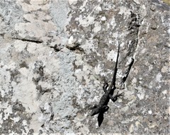 Hemicordylus capensis