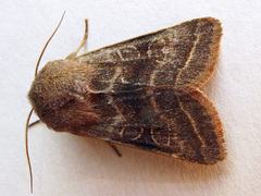 Orthosia opima
