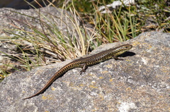 Eulamprus kosciuskoi