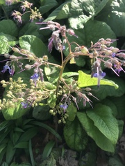 Trachystemon orientalis