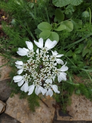 Artedia squamata
