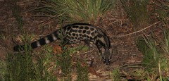 Genetta tigrina