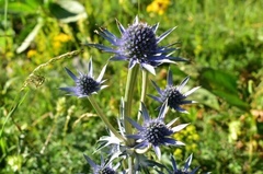 Eryngium bourgatii